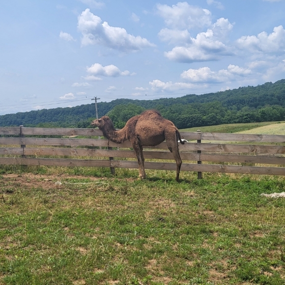 LIMITED QUANTITY Super Beauty Food Camel's Milk Soap - Picture 8 of 14